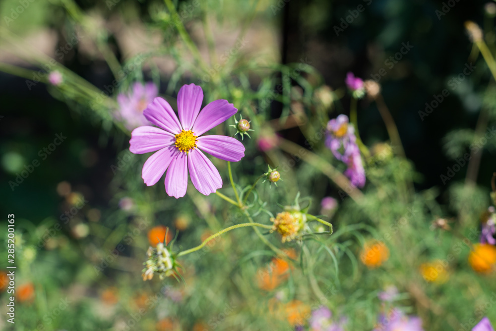 Flowers, close up of field flowers, summer time and summer atmosphere. Flowers, close up of field flowers, summer time and summer atmosphere.
