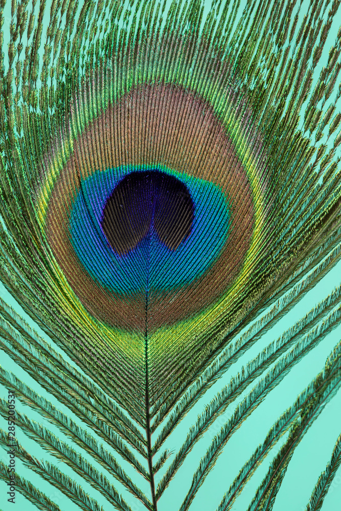 Obraz premium Pfauenfeder