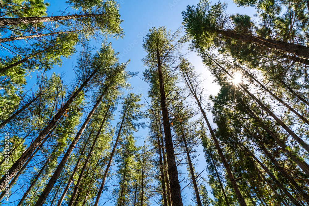 Fototapeta premium Pine trees in green forest landscape from bottom view with blue sky