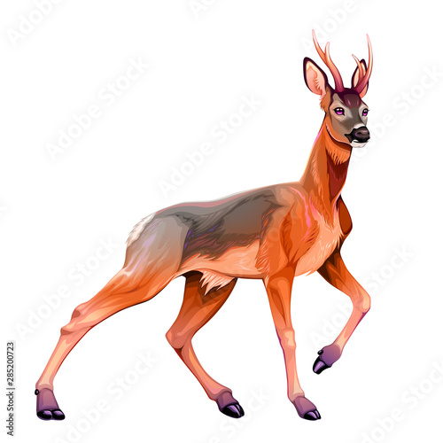 Illustration of the roe deer