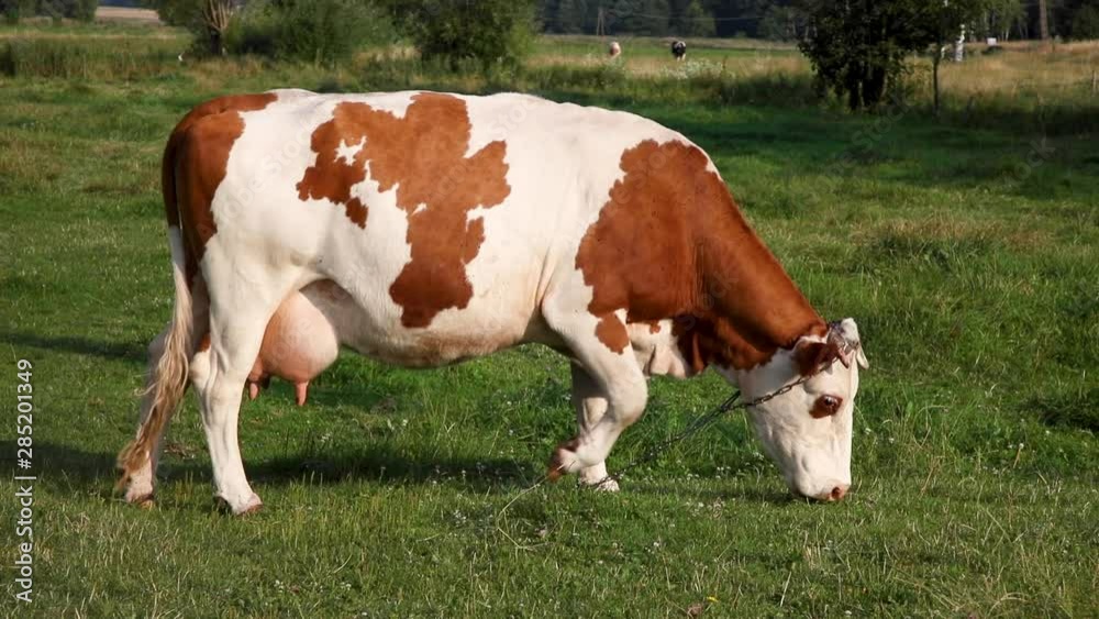 red-white cow tied on a chain eats grass. chases away flies with its tail red-white cow tied on a chain eats grass. chases away flies with its tail