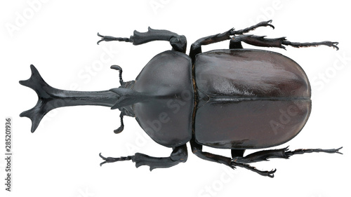 Quadro su tela Allomyrina dichotoma (Linnaeus, 1771)