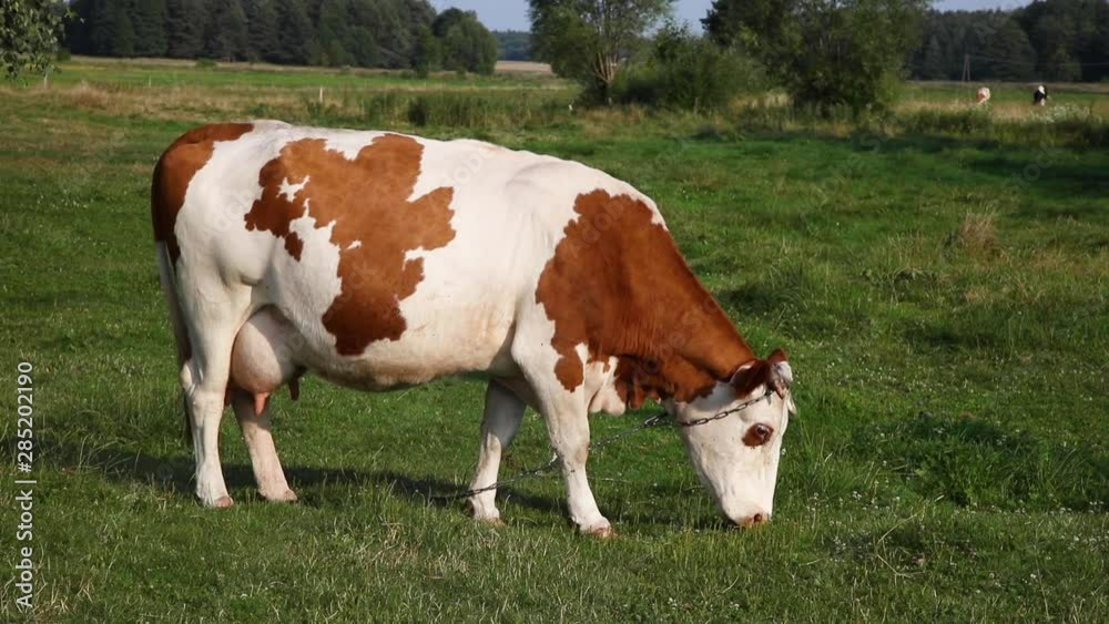 red-white cow tied on a chain eats grass. colse up red-white cow tied on a chain eats grass. colse up
