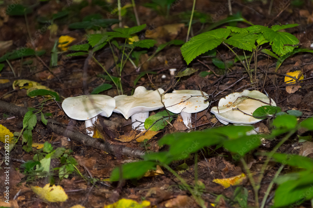 The nature of the Moscow region,mushrooms hid in the grass The nature of the Moscow region,mushrooms hid in the grass