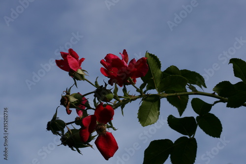 red rose against blue sky