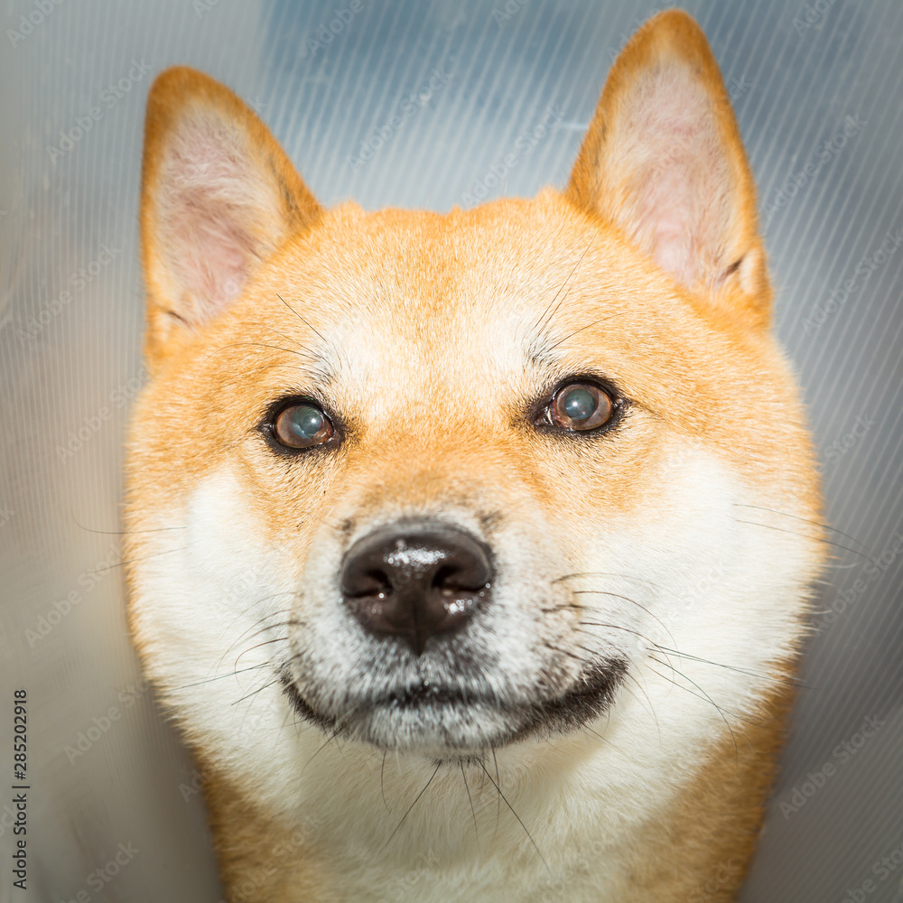 Shiba Inu dog in a frontal closeup shot. The dog has a training cone on his neck which could help for lighting purposes and a designer can change background editing. Shiba Inu dog in a frontal closeup shot. The dog has a training cone on his neck which could help for lighting purposes and a designer can change background editing.