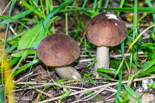 The nature of the Moscow region,mushrooms hid in the grass