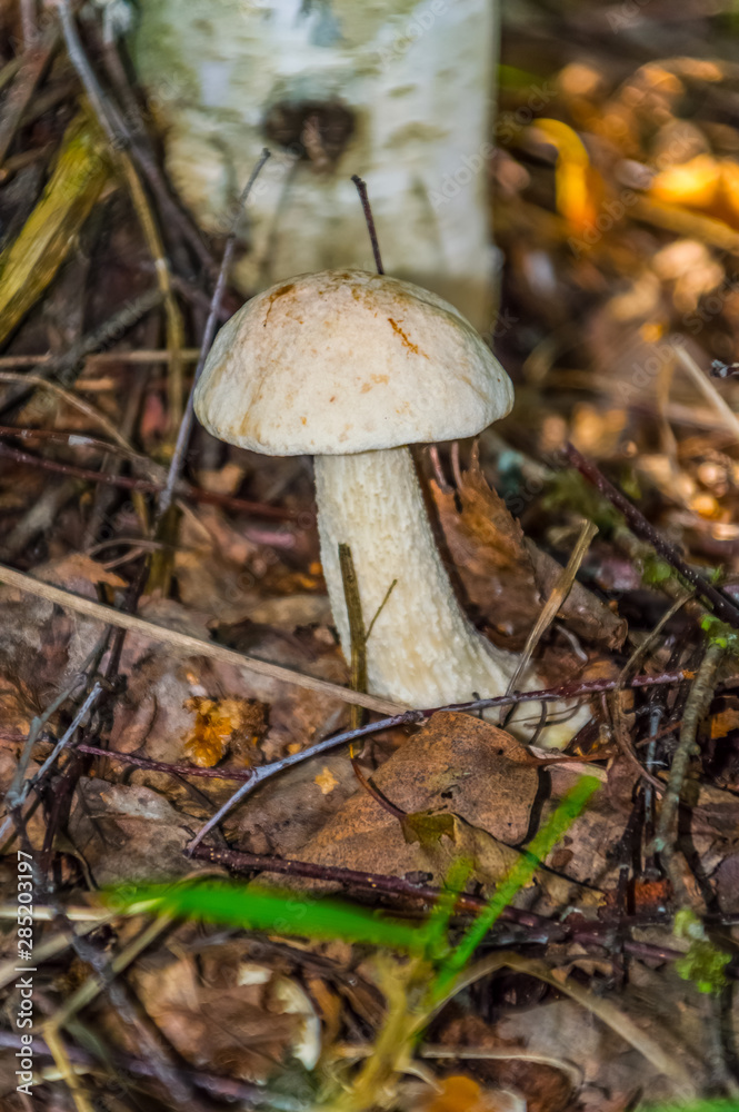 The nature of the Moscow region,mushrooms hid in the grass The nature of the Moscow region,mushrooms hid in the grass