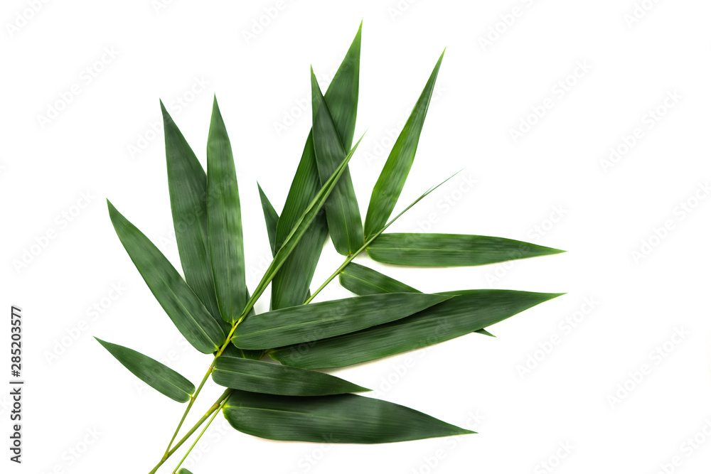 Isolate on white background of the natural leaves bamboo texture of seamless floral pattern with young of the plant on sunny day. Isolate on white background of the natural leaves bamboo texture of seamless floral pattern with young of the plant on sunny day.