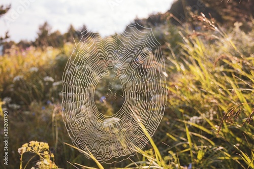 Spider web on grass in the field