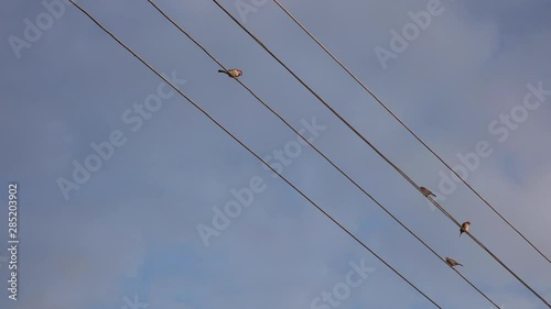 sparrows sit on electric cables
