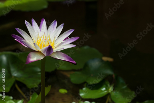 purple white and green leaf lotus in natural river