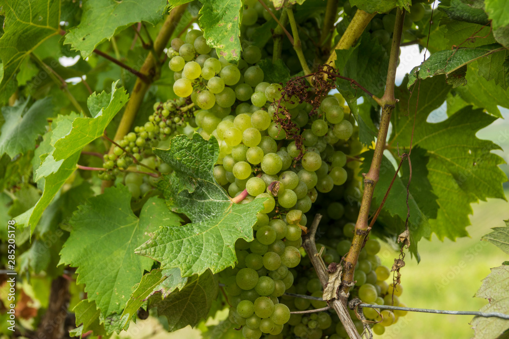 close-up of bunches of grapes from the famous vineyard of Monbazillac, France
