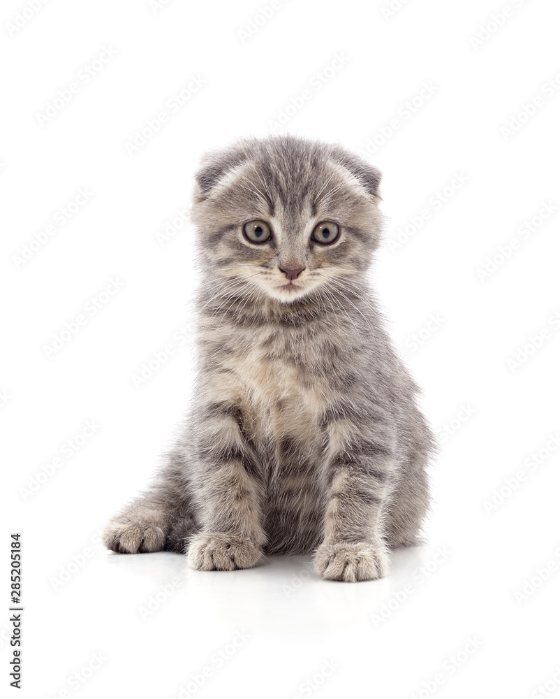 Obraz premium One little kitten.