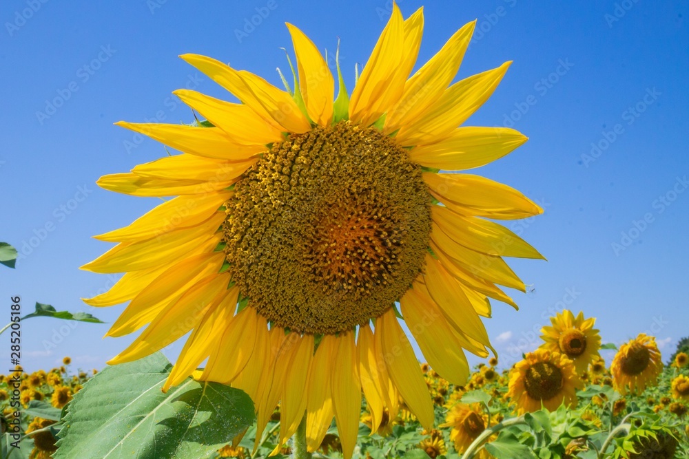 A single sunflower on a blue sky background. A single sunflower on a blue sky background.