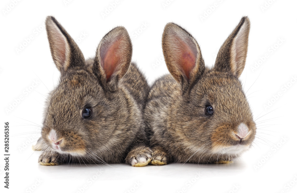 Fototapeta premium Two beautiful rabbits.