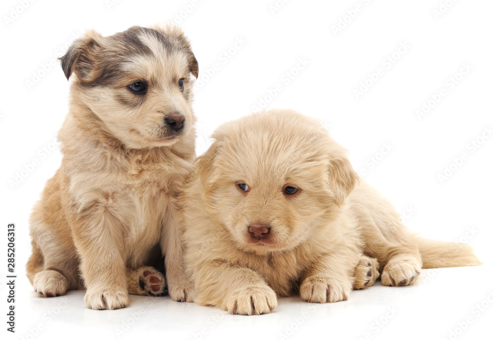 Obraz premium Two cute puppies.