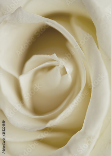 Beautiful white rose closeup