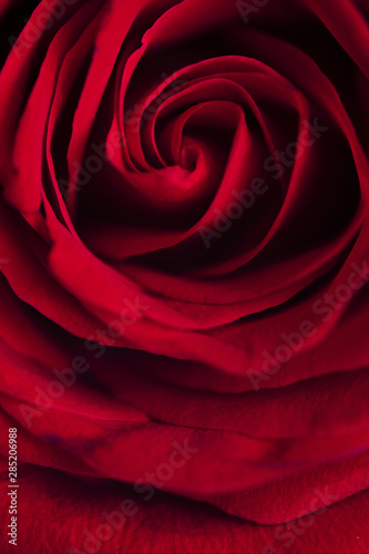 Macro photography of red rose
