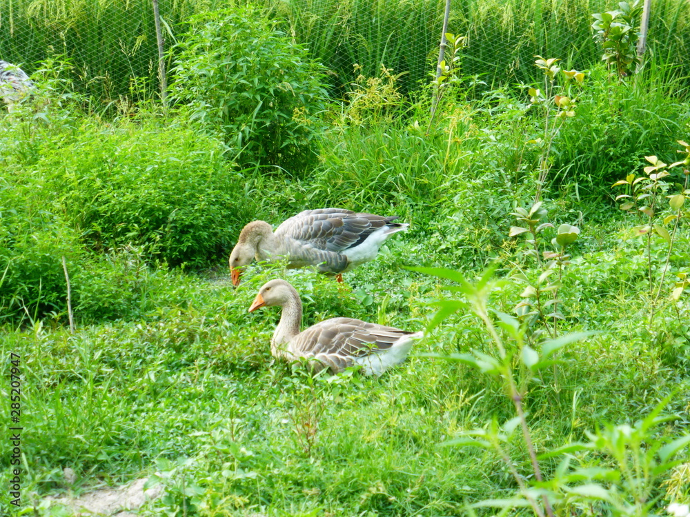Geese raised on farmland
