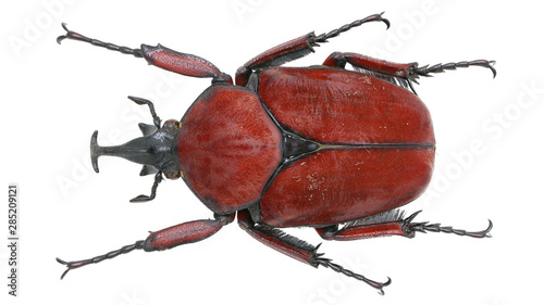 Cetoniinae-Fornasinius russus Kolbe, 1884 血红矛角花金龟