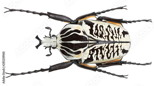Cetoniinae-Goliathus albosignatus Boheman, 1857 © easyparadise