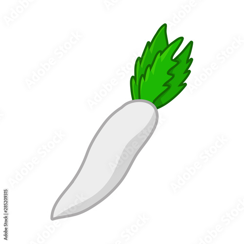 radish isolated illustration on white background