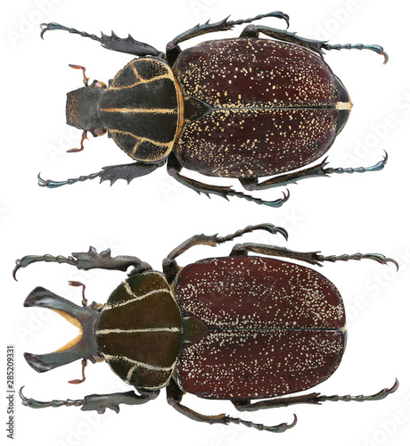 Cetoniinae-Inca clathrata Olivier, 1792 photo