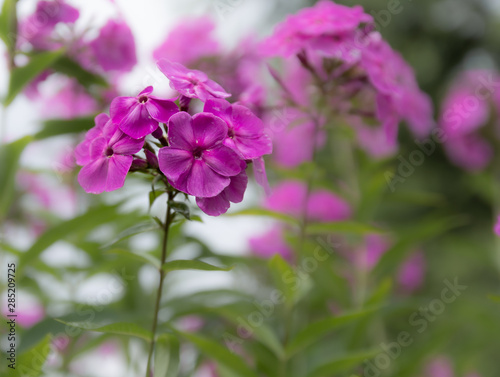 Phlox paniculata. Phlox. Garden phlox.