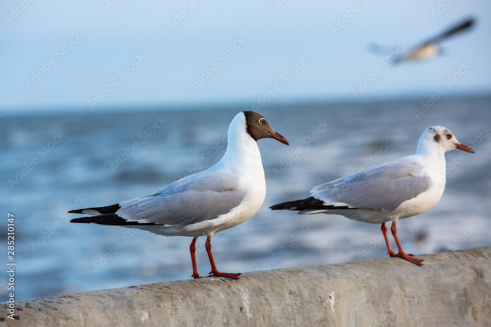 Seagulls standing at Sukta Bridge, Bangpu, Samut Prakan, Province, Thailand, Larus brunnicephalus, Close up shot, Select focus, Birds photography travel Seagulls standing at Sukta Bridge, Bangpu, Samut Prakan, Province, Thailand, Larus brunnicephalus, Close up shot, Select focus, Birds photography travel
