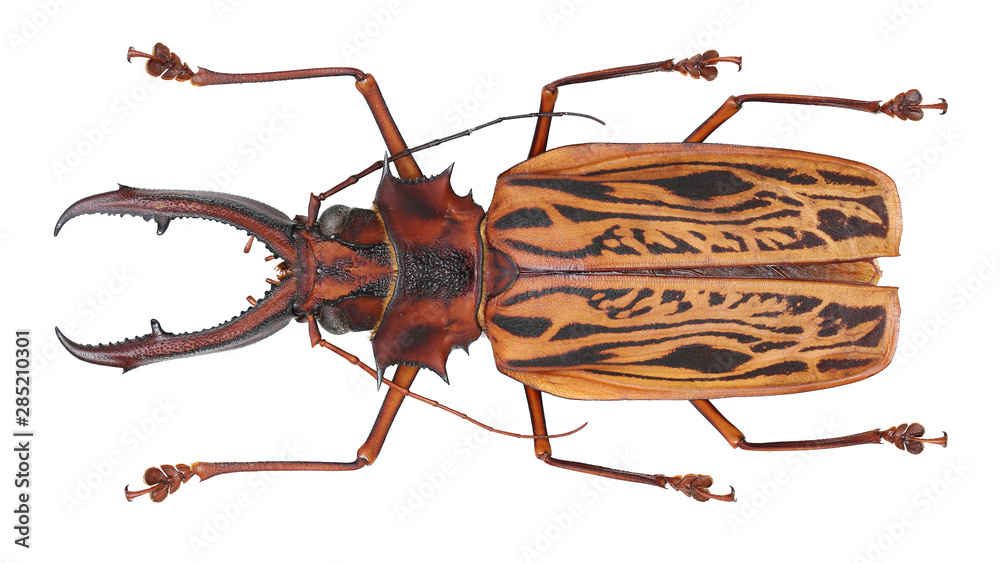 Macrodontia Images – Browse 76 Stock Photos, Vectors, and Video