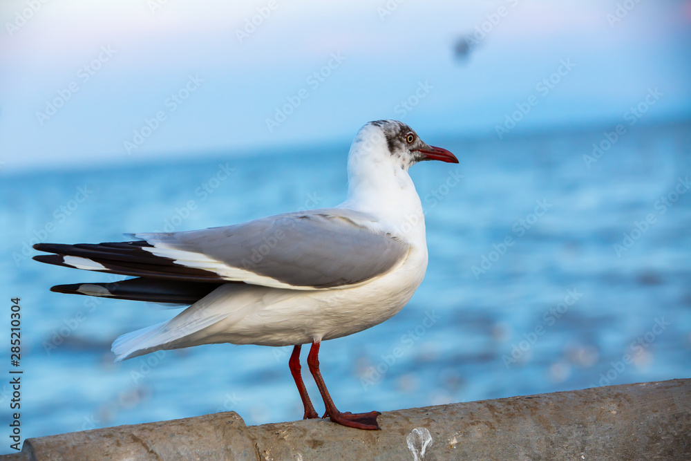 A Seagull standing at Sukta Bridge, Bangpu, Samut Prakan, Province, Thailand, Larus brunnicephalus, Close up shot, Select focus, Birds photography travel A Seagull standing at Sukta Bridge, Bangpu, Samut Prakan, Province, Thailand, Larus brunnicephalus, Close up shot, Select focus, Birds photography travel