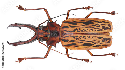 Large longhorned beetle-Macrodontia cervicornis (Linnaeus, 1758) photo