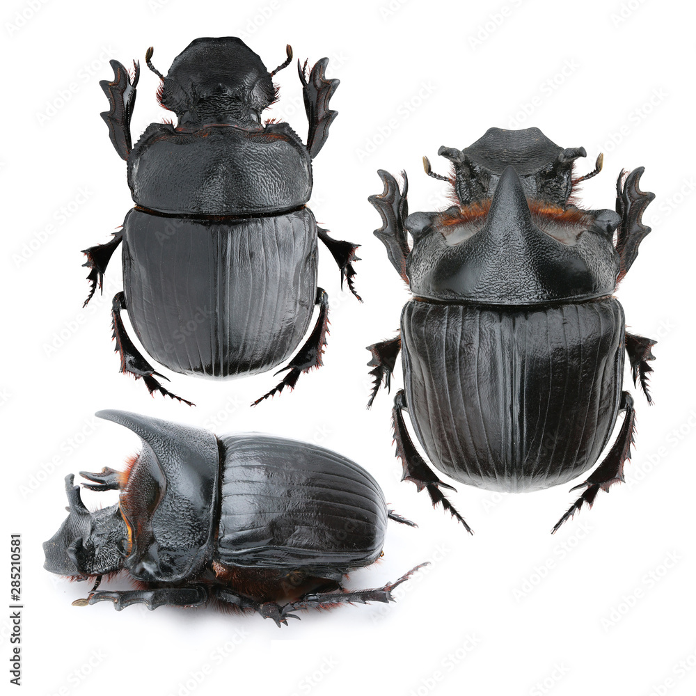 The largest elephant dung beetle-Heliocopris dominus from Thailand ...