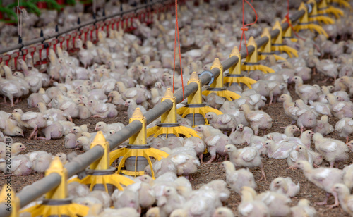 Poultry. Chicklets in barn. Netherlands. Chicken. Farming photo