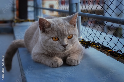 Graues Britisch Kurzhaar Kätzchen liegt neben einem Katzennetz photo