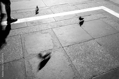 Piccioni in piazza su lastricato di cemento bianco e nero photo