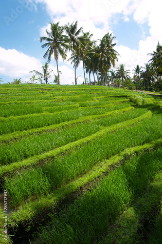 View of green rice field in terrace ,near Ubud at Bali - Indonesia 