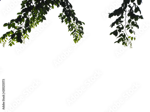 Isolated foreground green leaves on white background