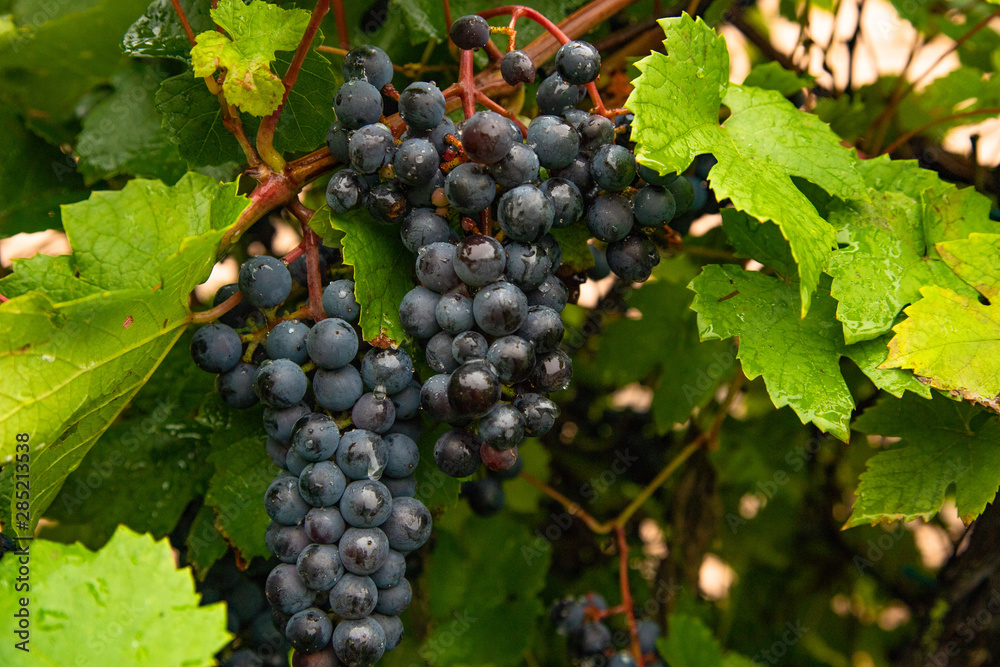 Ripe black grapes on a branch in the garden harvest