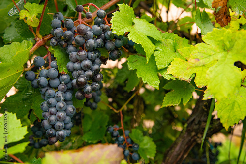 Ripe black grapes on a branch in the garden harvest