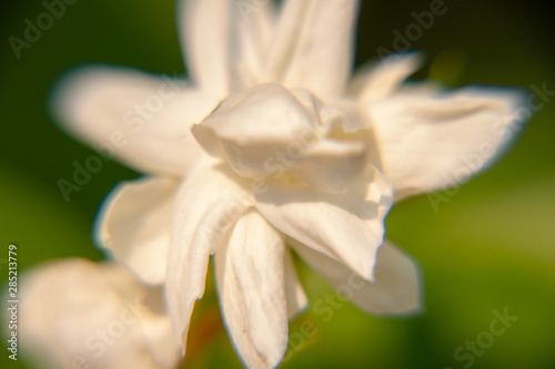 Macro  White Jasmine flower  Flowers that are like words instead of saying that I love my mother. For giving to mothers on Mother s Day in thailand.