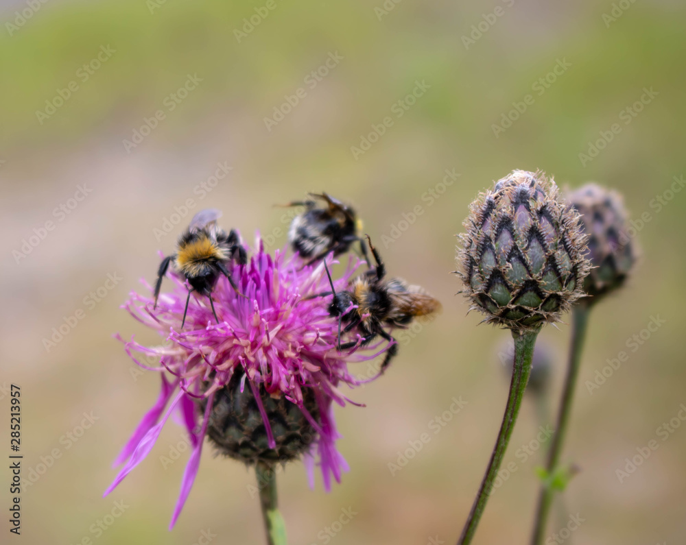 Macro photography of a bumblebee feeding from a red clover flower. Macro photography of a bumblebee feeding from a red clover flower.