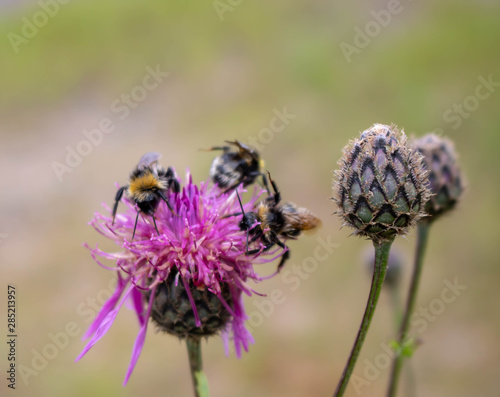 Macro photography of a bumblebee feeding from a red clover flower.