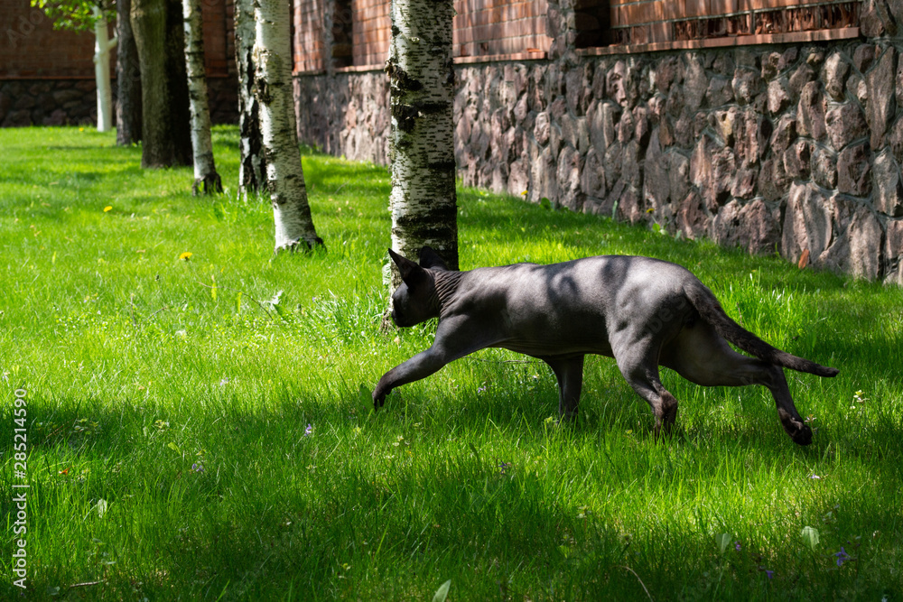 canadian sphynx cat walking in the garden canadian sphynx cat walking in the garden
