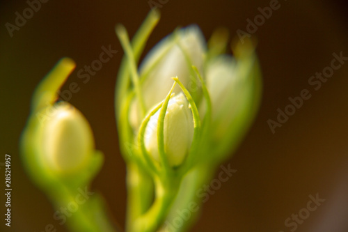 Macro, Stalk and bud of white Jasmine flower, Flowers that are like words instead of saying that I love my mother. For giving to mothers on Mother's Day in thailand.