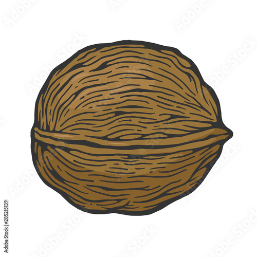 Walnut nut color sketch engraving vector illustration. Scratch board style imitation. Black and white hand drawn image.