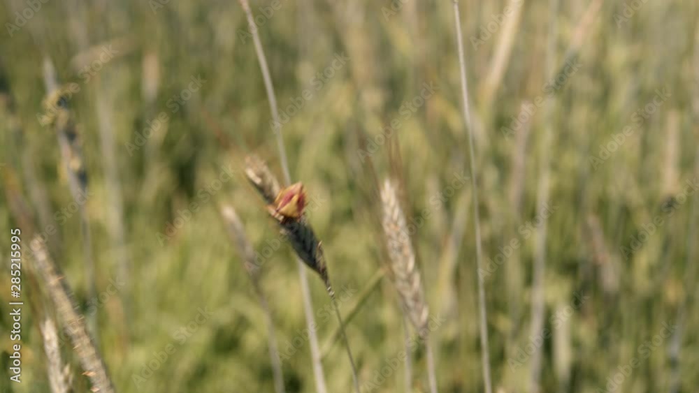 Close-up view of wheat insect hanging on blade of wheat Close-up view of wheat insect hanging on blade of wheat