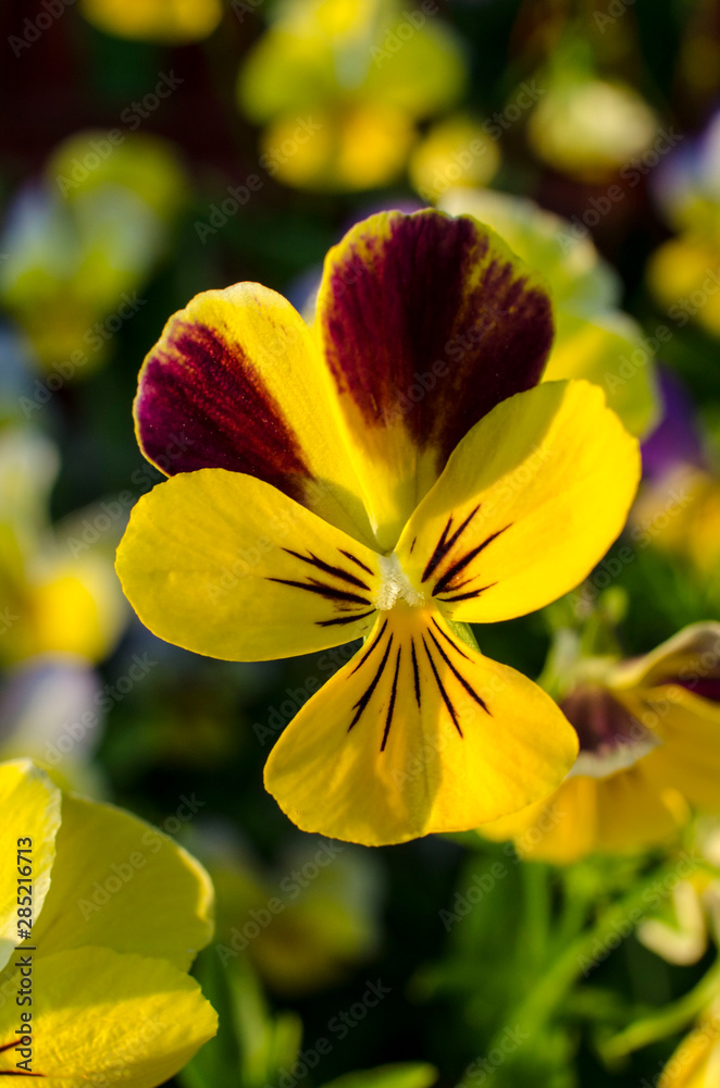 Beautiful violet and yellow pansies close-up Beautiful violet and yellow pansies close-up