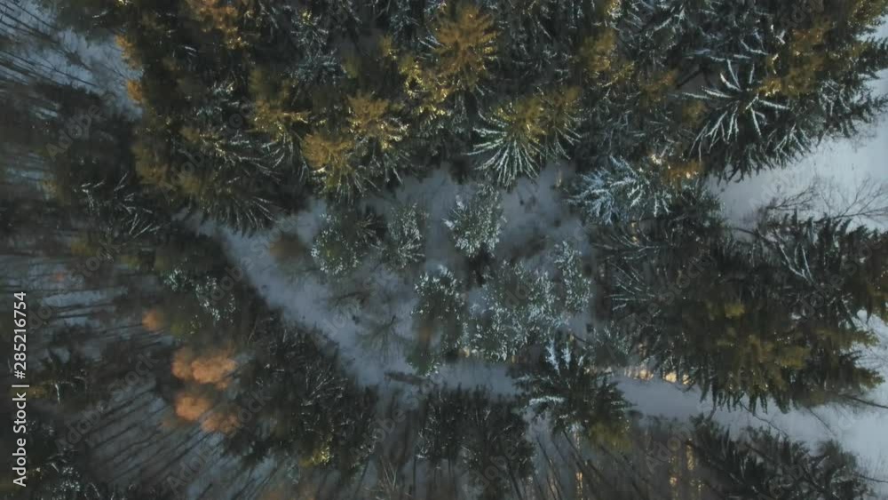 Aerial view of fores in winter, camera looking down